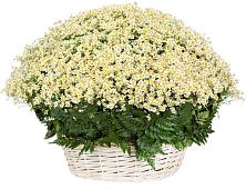 Цветочная композиция из Ромашки в корзине #REPLACE_PRED# Мекенской
